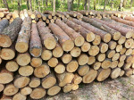 Co się dzieje z polskim drewnem?